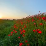 the-veterans-and-a-lady-–-where-my-thoughts-are-this-remembrance-day