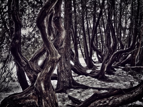 in-the-secret-cedars-of-the-odell-woods