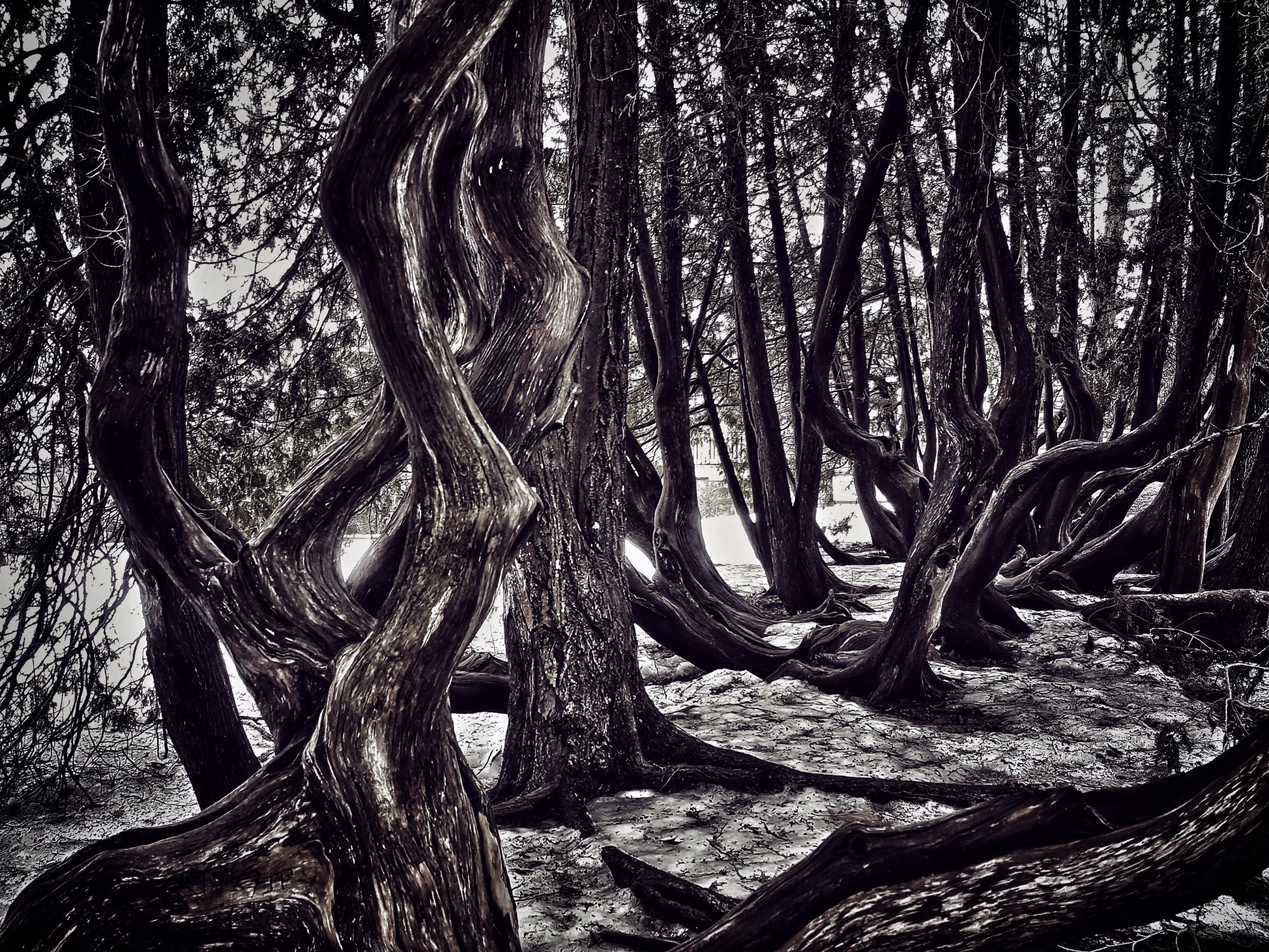 In the secret cedars of the Odell Woods