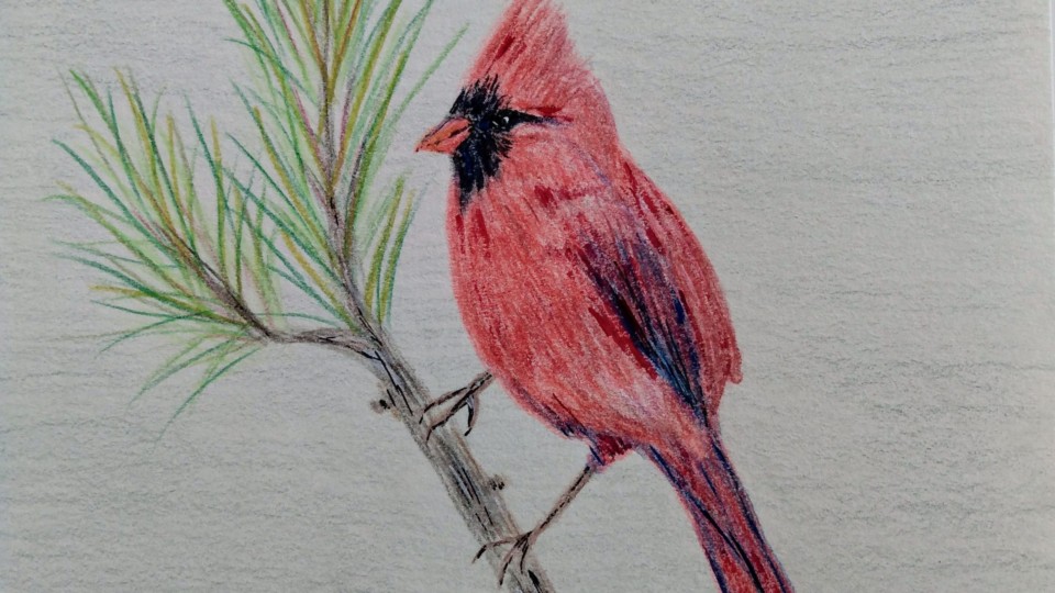 cardinal