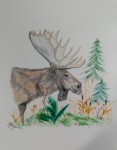 moose