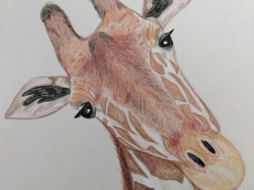 giraffe