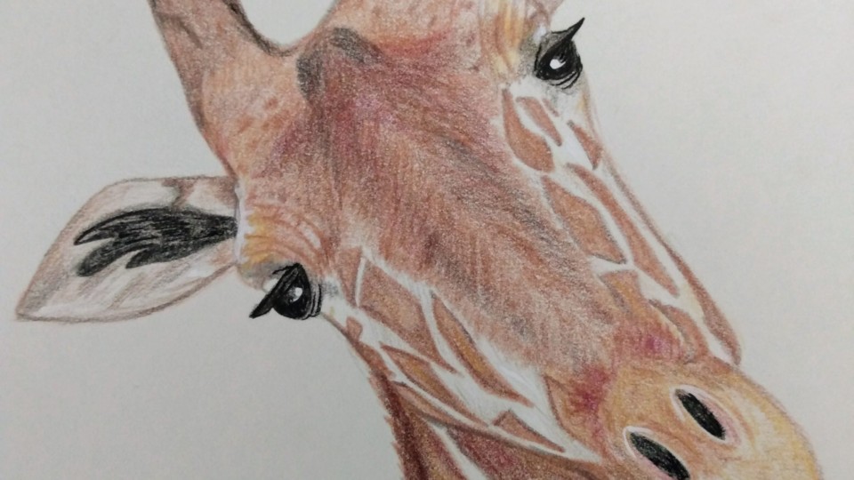 giraffe