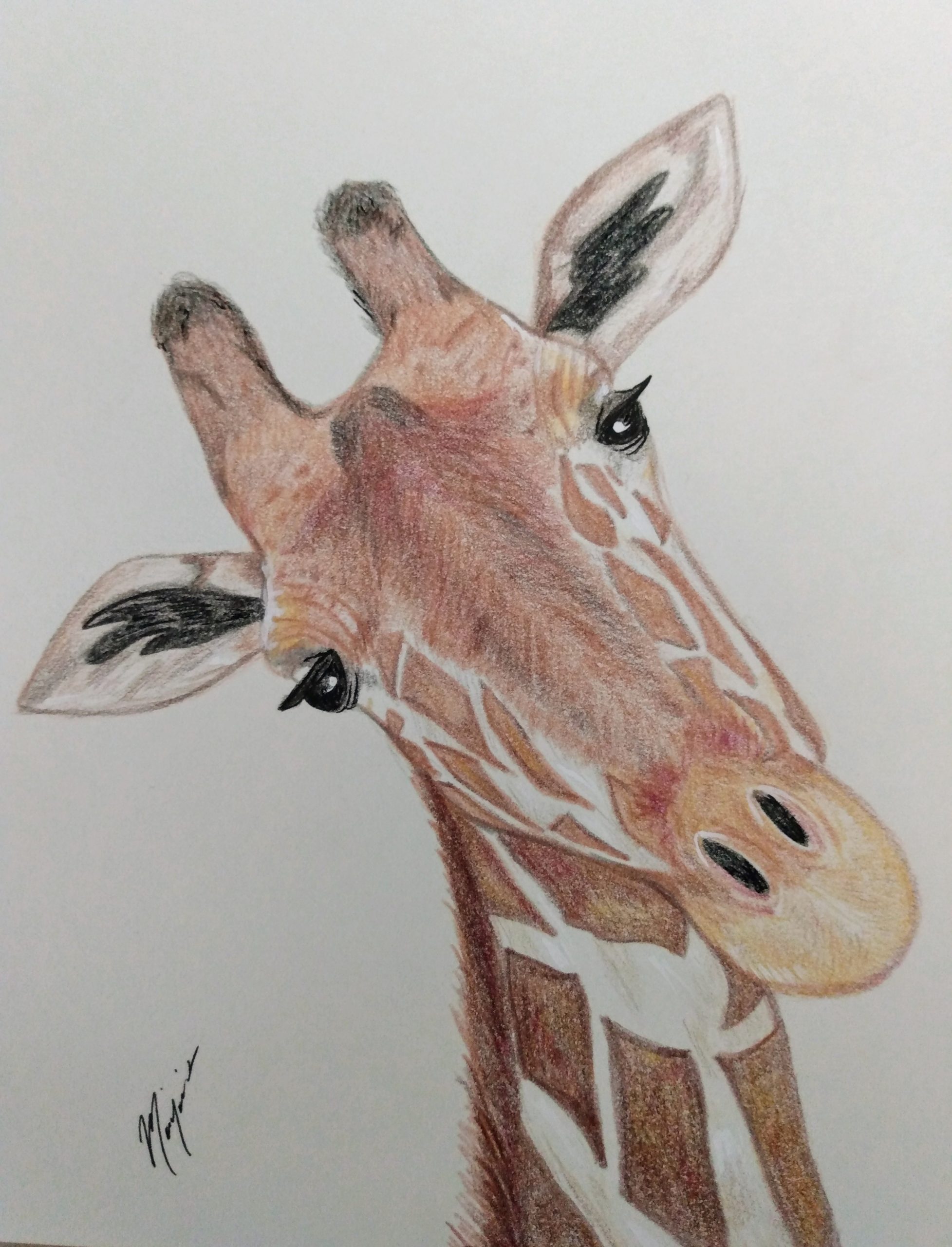 Giraffe