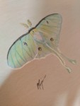 lunar-moth