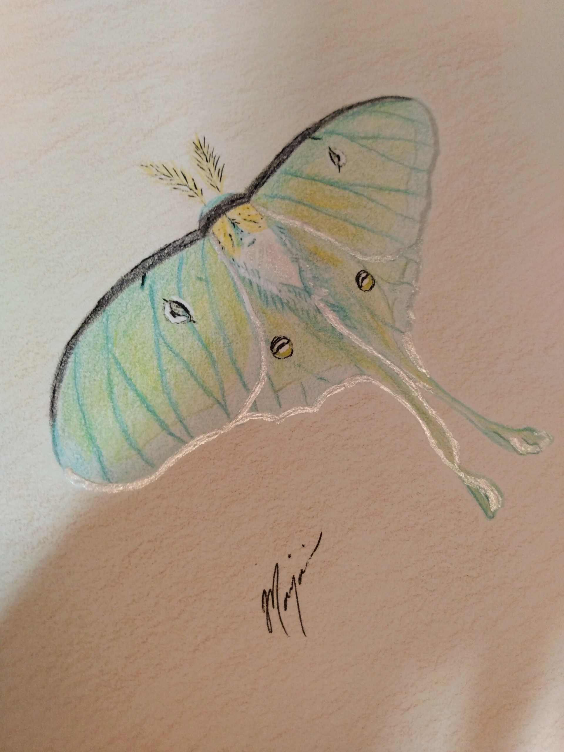 Lunar Moth