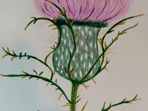 thistle