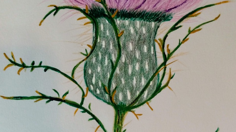 thistle