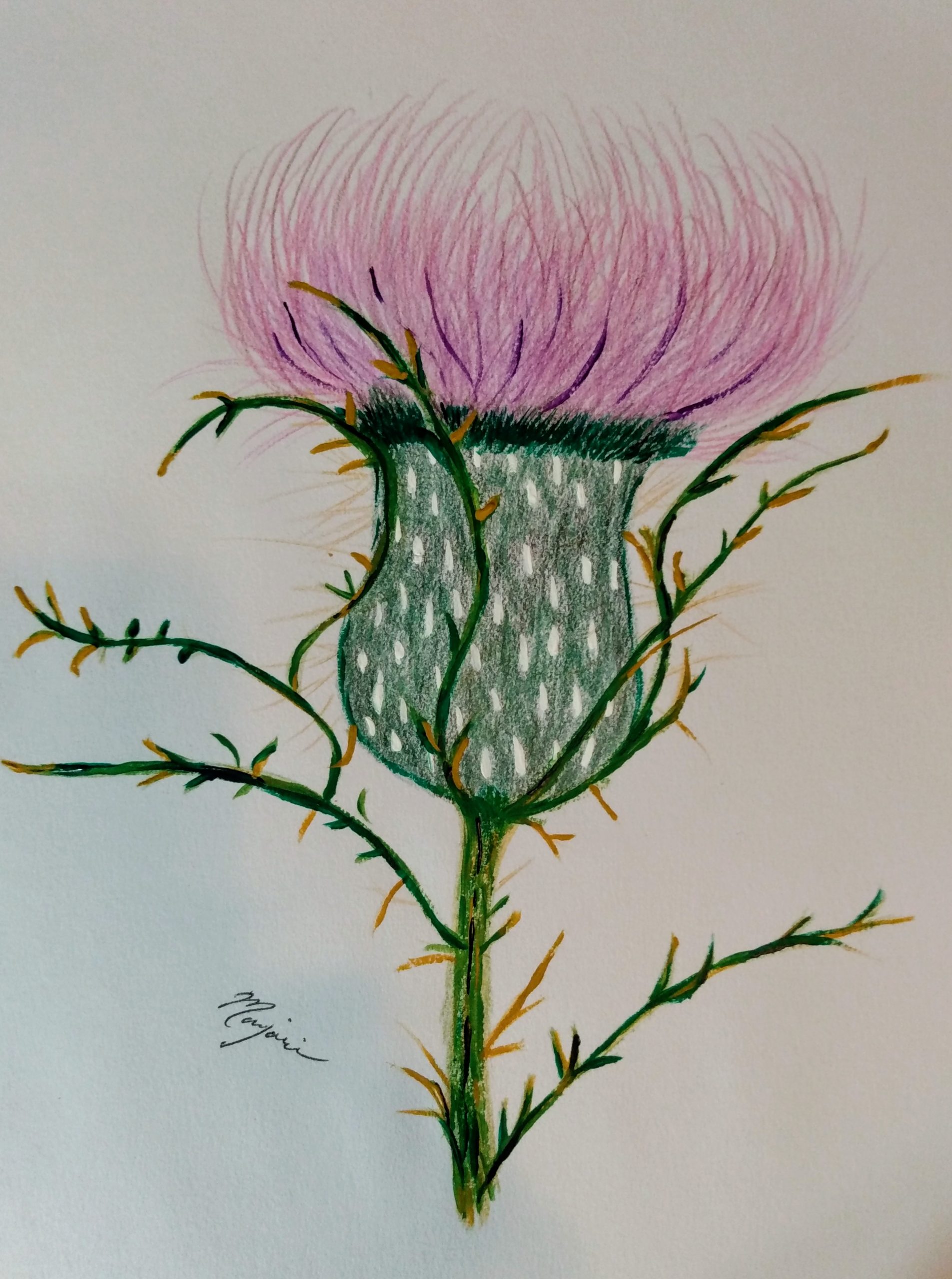 Thistle