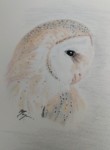 barn-owl