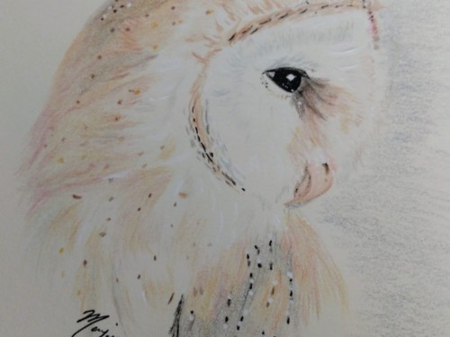barn-owl