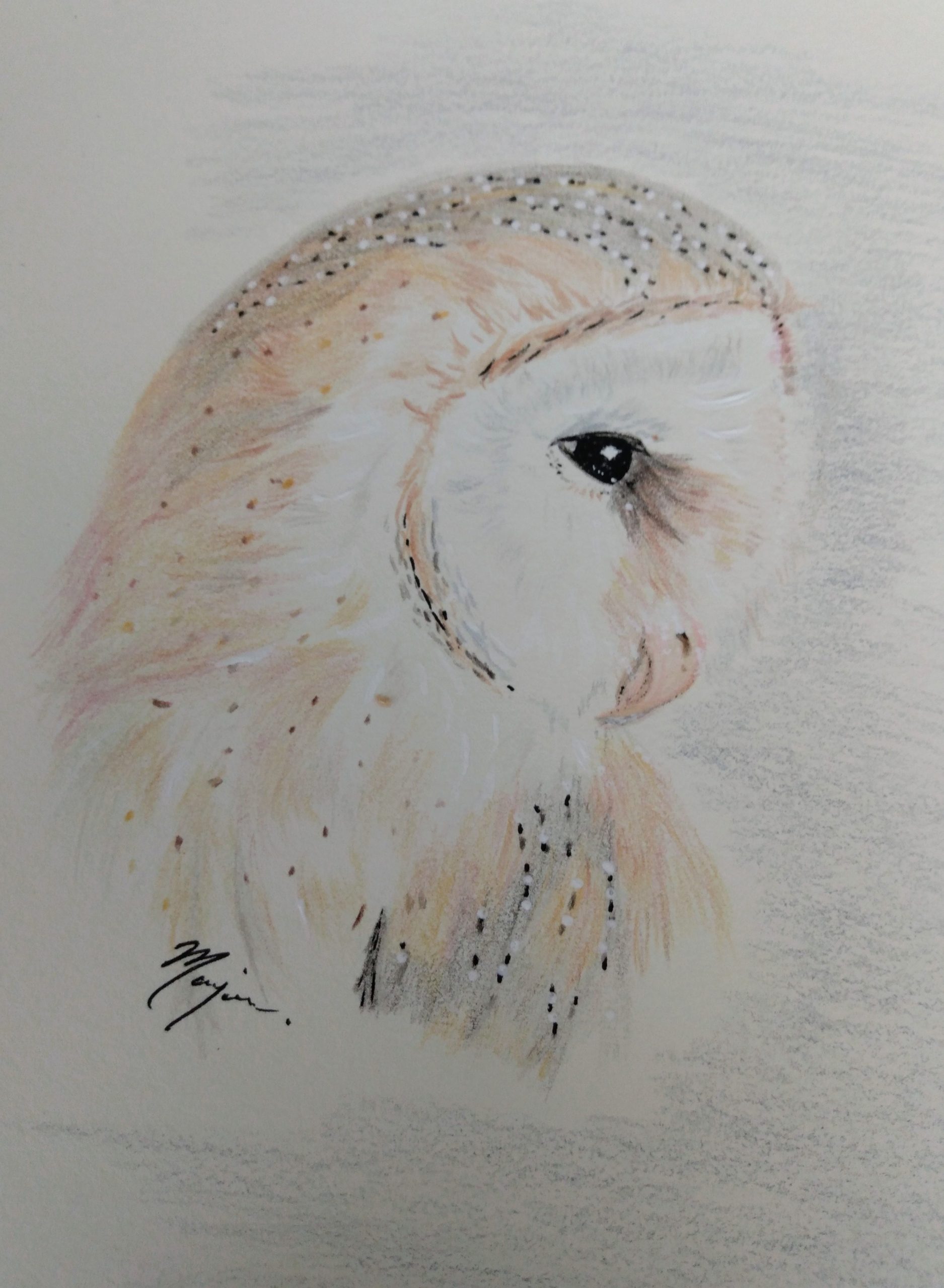 Barn Owl
