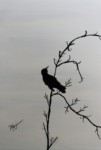 crow