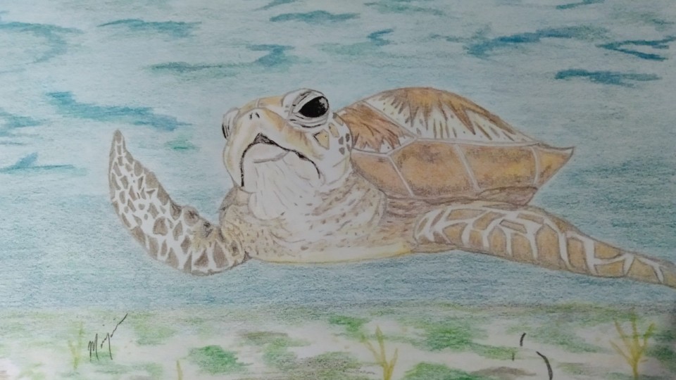 sea-turtle