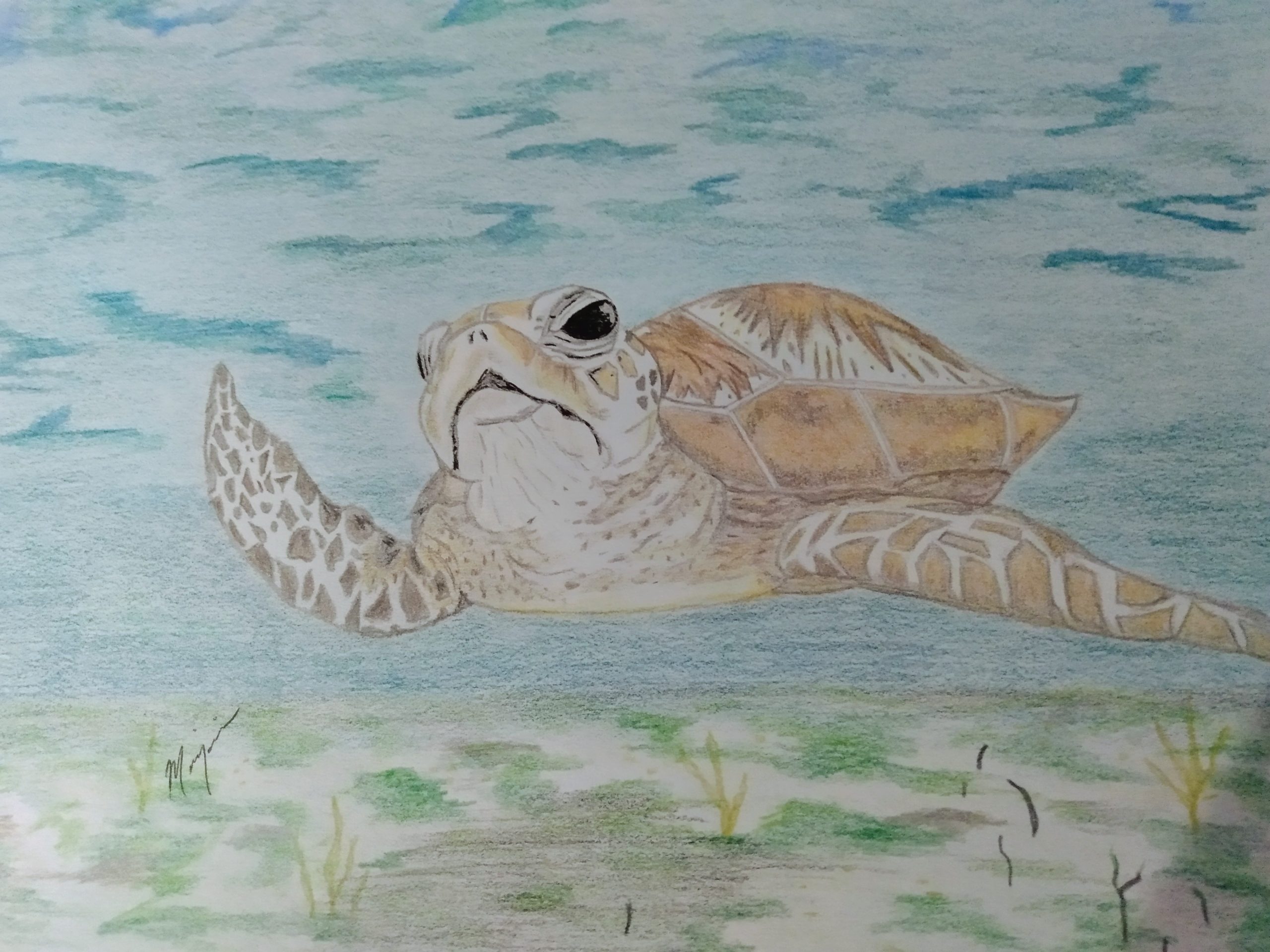 Sea Turtle