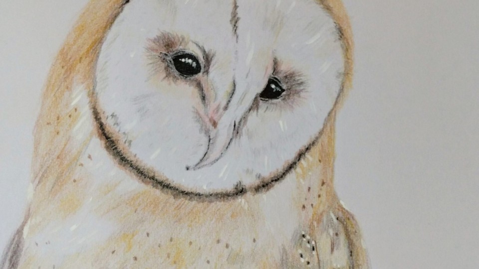 owl