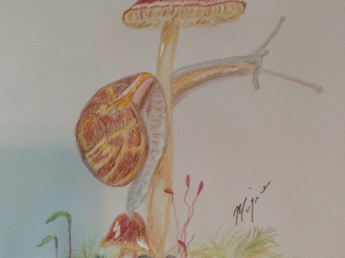 snail
