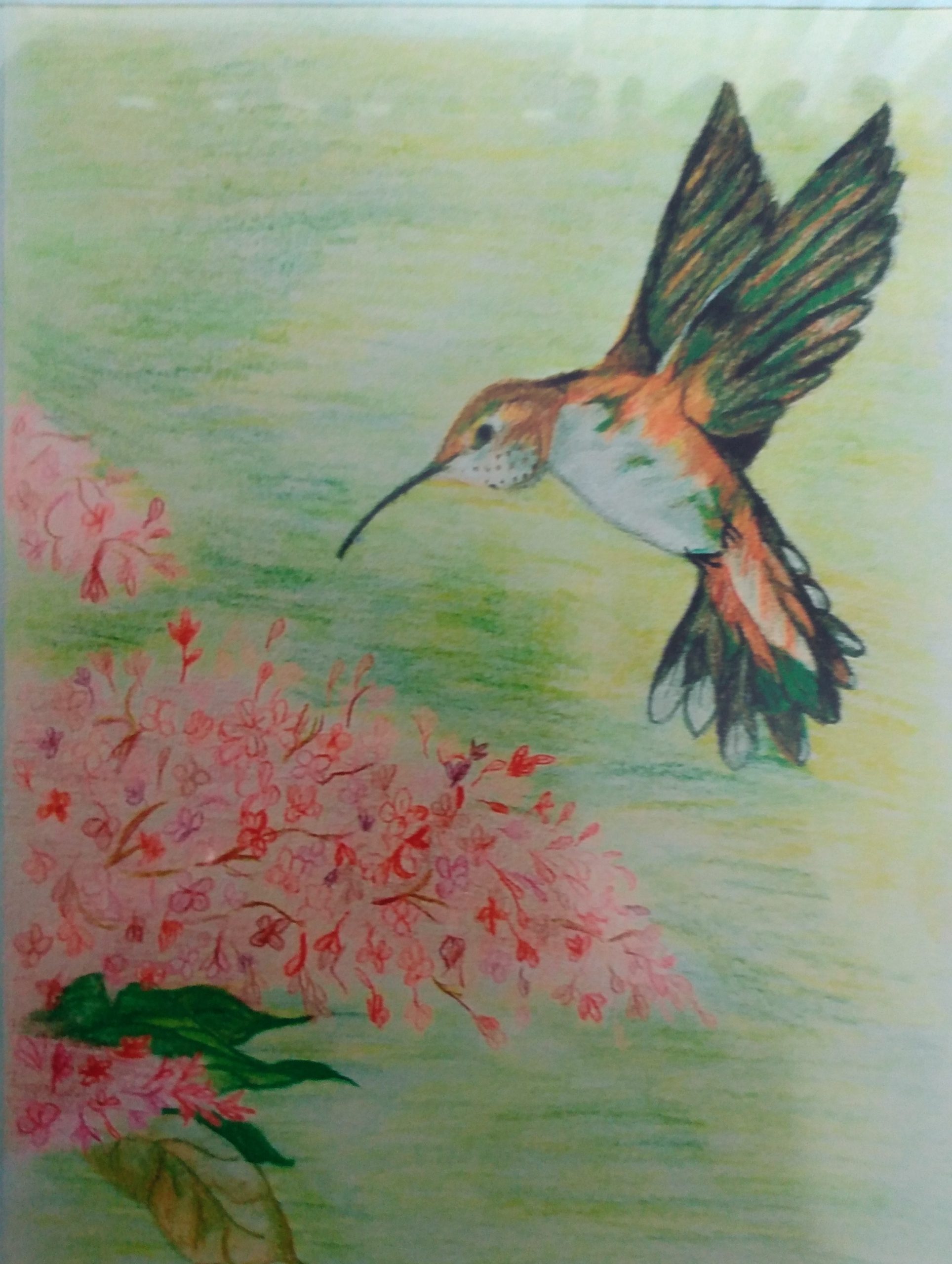 Hummingbird