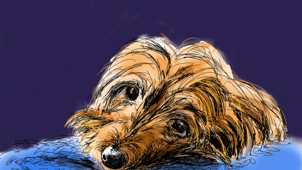 i’ve-been-drawing-dogs.