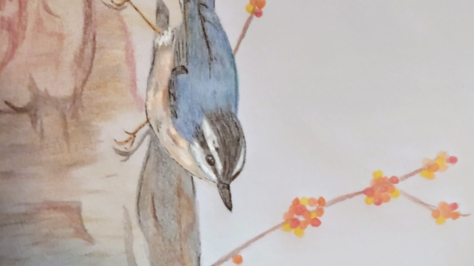 nuthatch