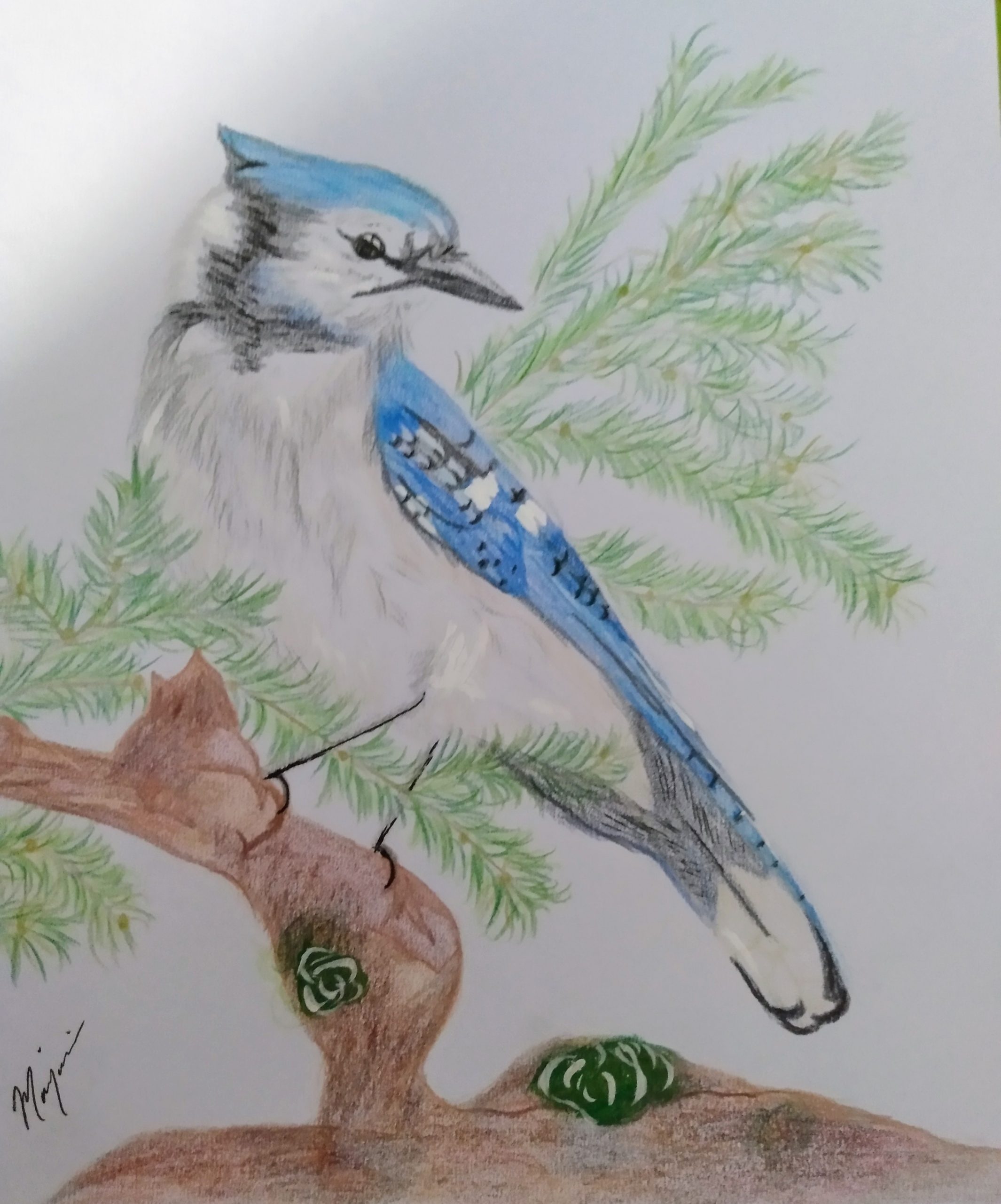 Bluejay
