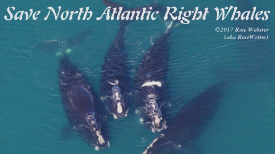 what’s-really-killing-the-right-whales?