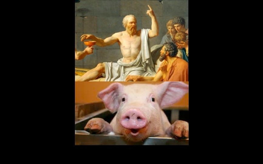 socrates-and-the-pig