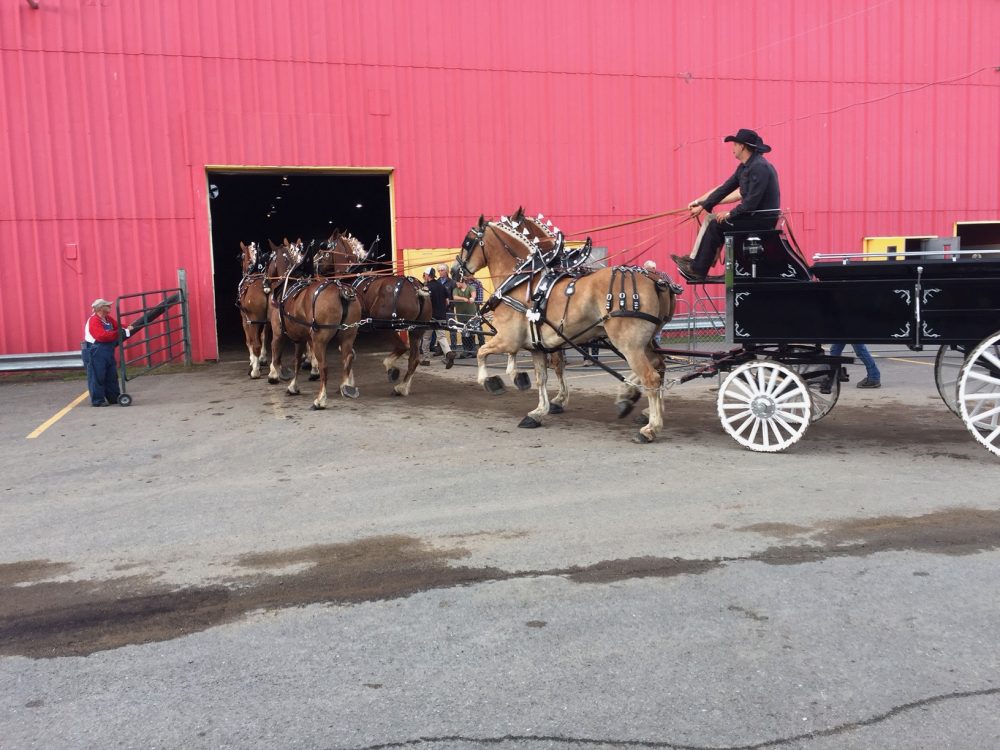 Horses Steal the Show