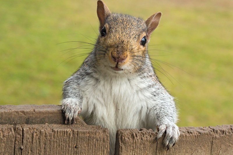 Going Round the Squirrel Part II