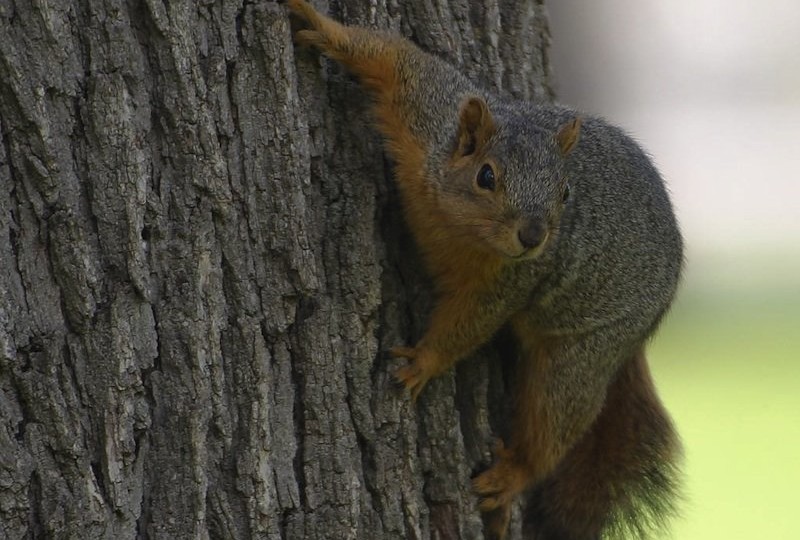 going-round-the-squirrel-part-i