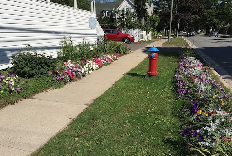 dr.-nancy-jeffery:-great-dentist-and-great-gardener