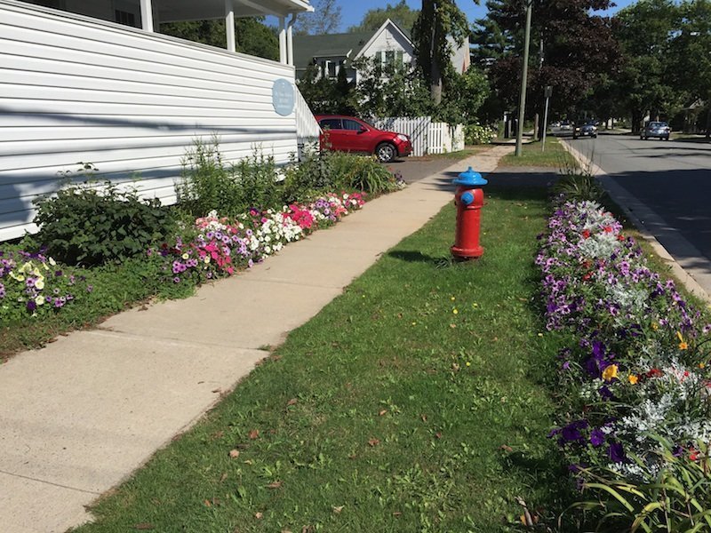 Dr. Nancy Jeffery: Great Dentist and Great Gardener