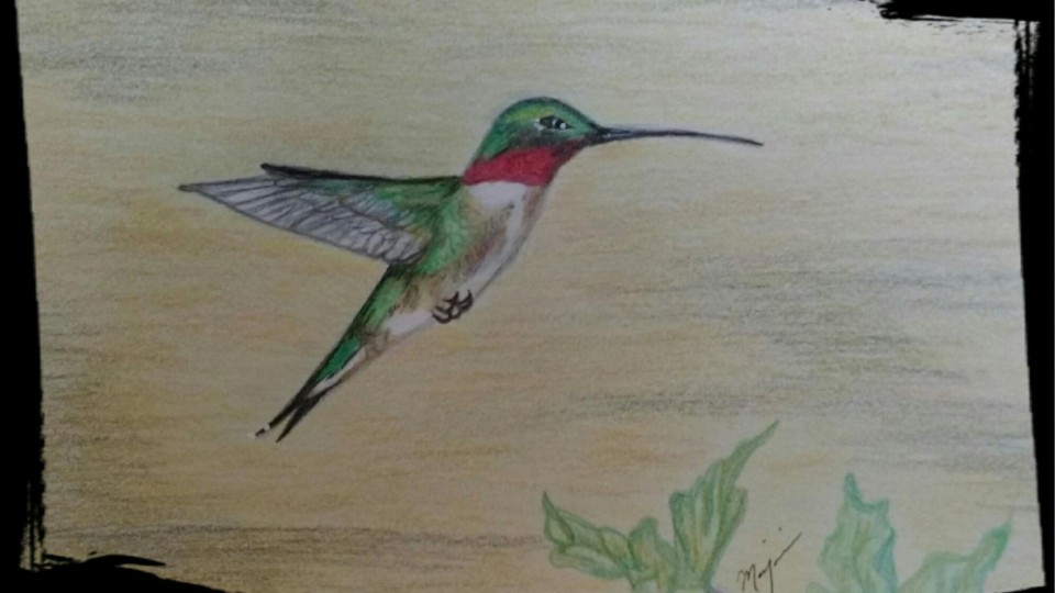 hummingbird