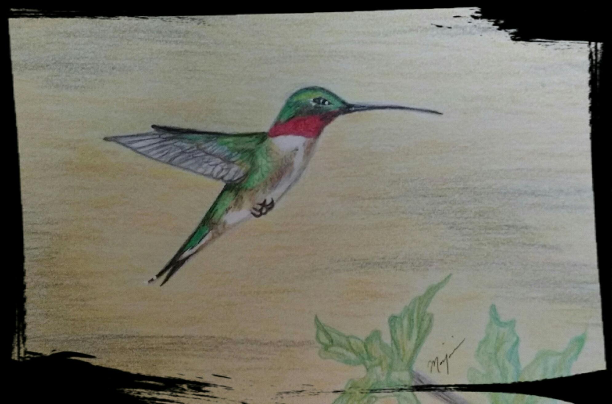 Hummingbird