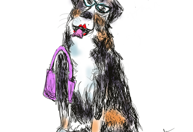 bernice-mountain-dog