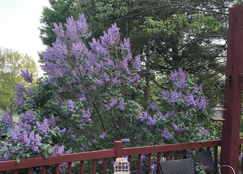 Shauna Matheson – marking another anniversary of her passing