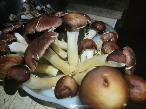 So many king stropharia mushrooms onsite.  We planted as a workshop 3 years ago.