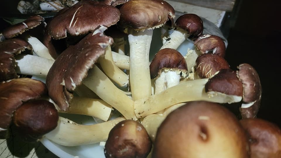 So many king stropharia mushrooms onsite.  We planted as a workshop 3 years ago.