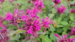 These bee balm flowers !!