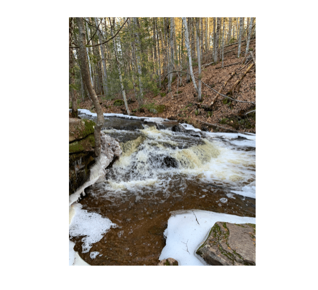 Hiking in the UNB Woodlot