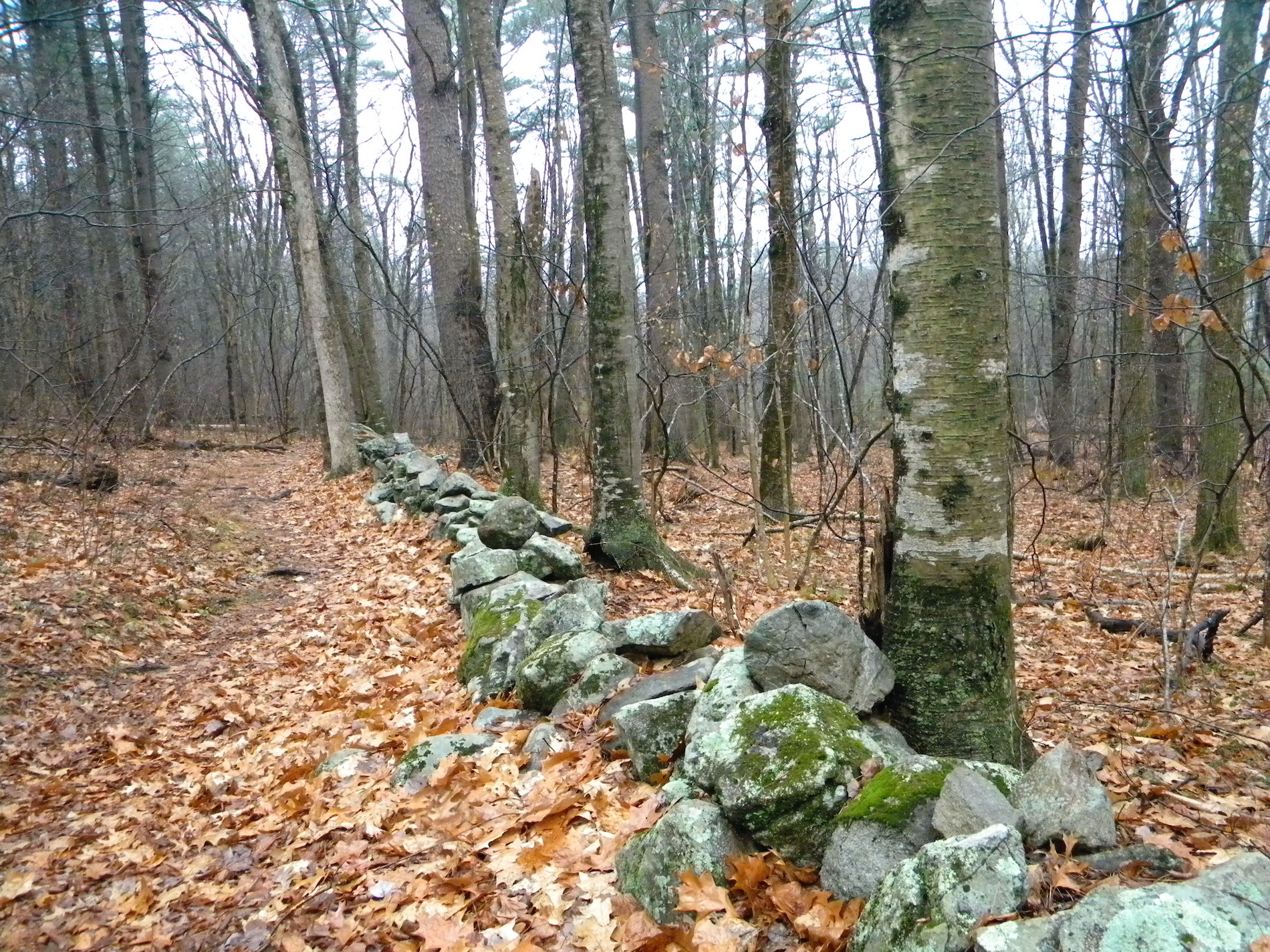 ‘Something there is that doesn’t love a wall’