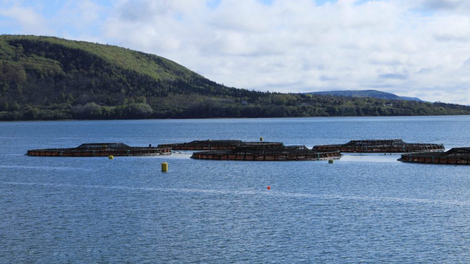 fundy-baykeeper-flags-significant-concerns-as-cooke-aquaculture-aims-to-expand-salmon-farming-in-outer-bay