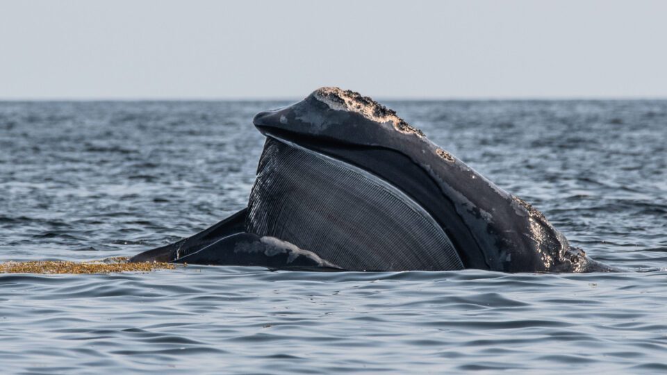 climate-tipping-points,-the-labrador-current,-and-right-whales