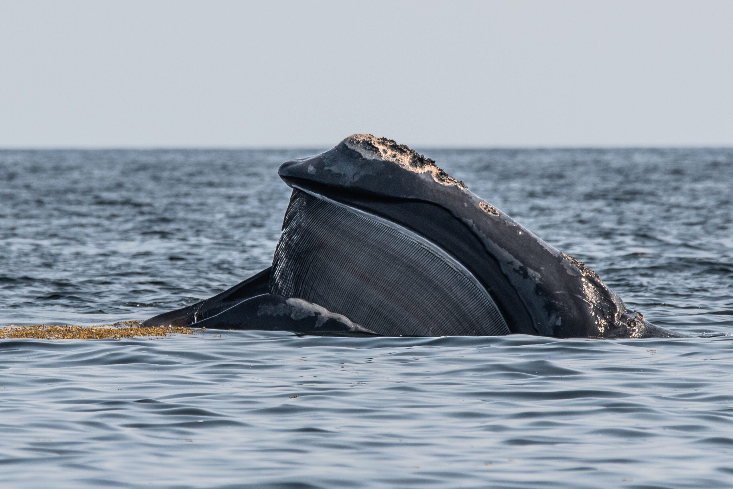 Climate Tipping Points, The Labrador Current, And Right Whales