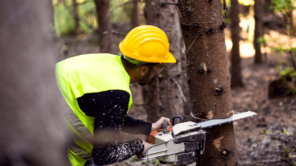 over-seventy-health-and-environment-groups-call-on-canada-to-tackle-logging-emissions