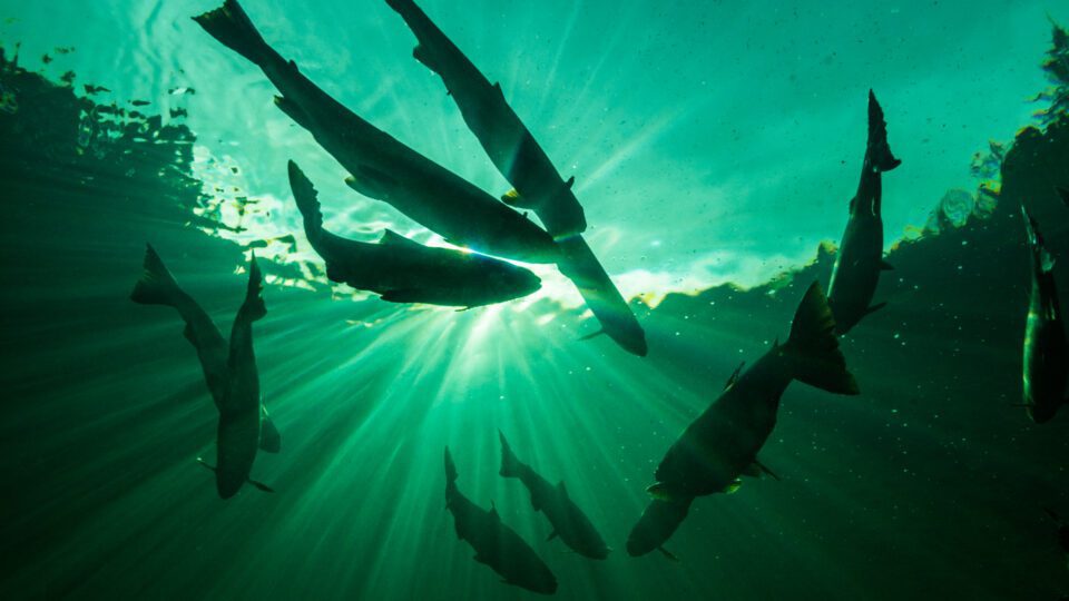 protected:-sign-our-petition:-no-more-new-salmon-farms-in-the-bay-of-fundy!