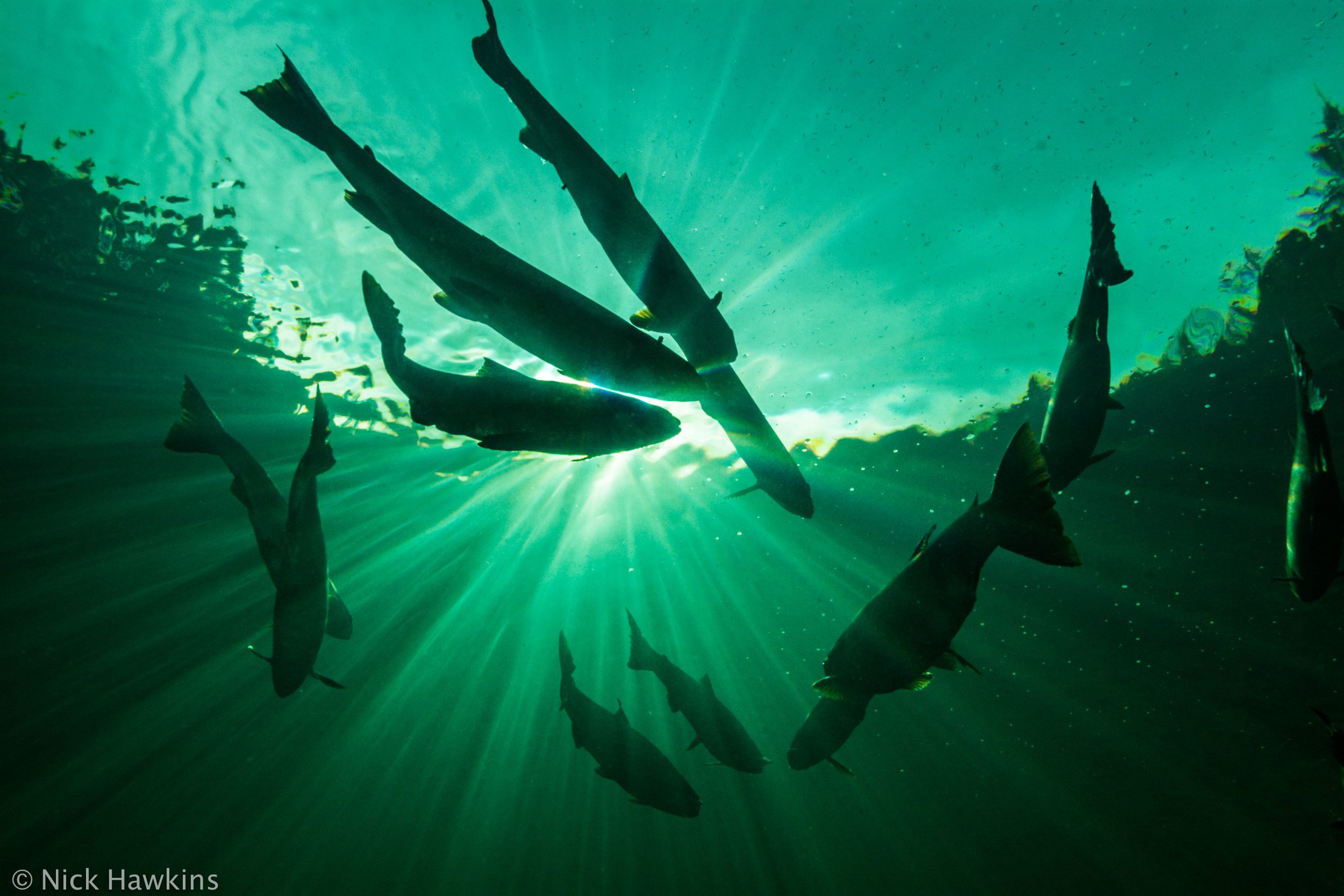 Protected: Sign Our Petition: No More New Salmon Farms In The Bay Of Fundy!