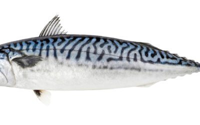 One fish, two fish, maybe that’s too few fish?