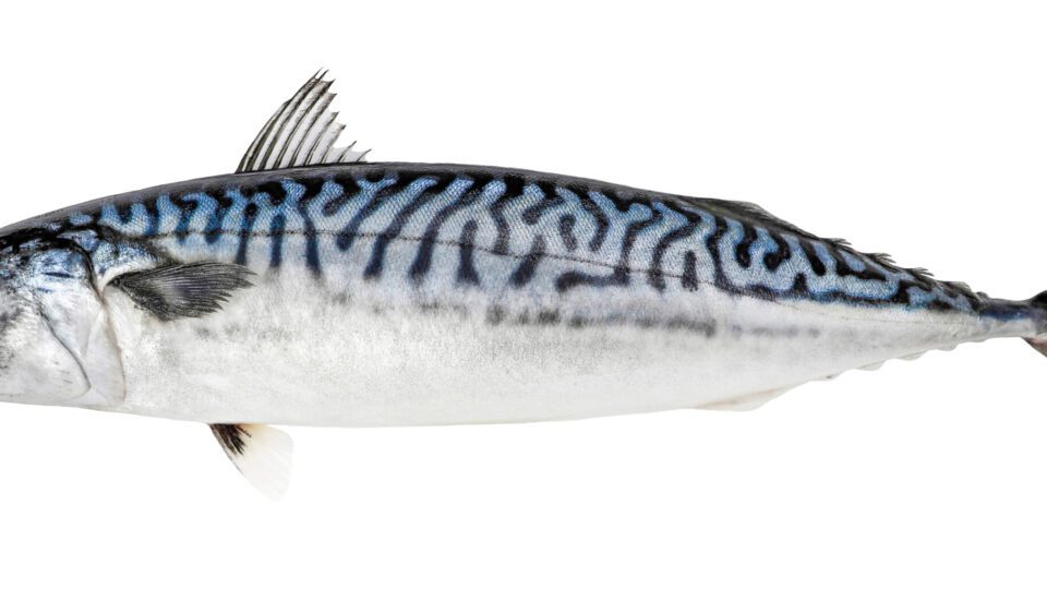 one-fish,-two-fish,-maybe-that’s-too-few-fish?