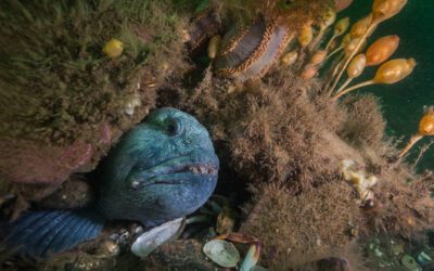 Baykeeper submits recommendations on tool to protect ocean habitat, wildlife